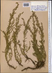 Полынь эстрагон L., Средняя Азия и Казахстан, Северный и Центральный Тянь-Шань (M4) (Киргизия)