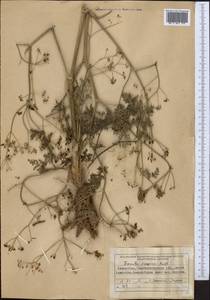 Ферула каспийская M.Bieb., Средняя Азия и Казахстан, Муюнкумы, Прибалхашье и Бетпак-Дала (M9) (Казахстан)