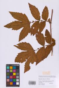 Таволга вязолистная (L.) Maxim., Восточная Европа, Московская область и Москва (E4a) (Россия)