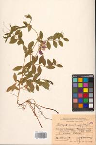 Lathyrus japonicus var. maritimus (L.) J.T.Kartesz & Gandhi, Сибирь, Дальний Восток (S6) (Россия)