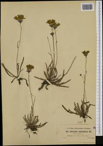 Tolpis staticifolia (All.) Sch. Bip., Западная Европа (EUR) (Швейцария)