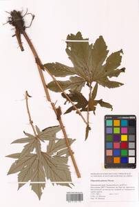 Filipendula digitata (Willd.) Bergmans, Сибирь, Дальний Восток (S6) (Россия)