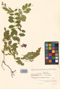 Lathyrus japonicus var. maritimus (L.) J.T.Kartesz & Gandhi, Сибирь, Чукотка и Камчатка (S7) (Россия)