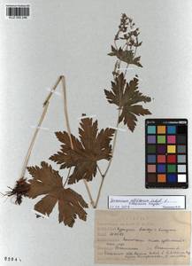 KUZ 000 246, Герань белоцветковая Ledeb., Сибирь, Алтай и Саяны (S2) (Россия)