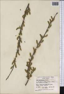 Salix myrtillifolia Anderss., Америка (AMER) (Канада)