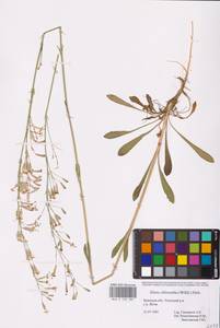 Смолевка зеленоцветковая (Willd.) Ehrh., Восточная Европа, Западный район (E3) (Россия)