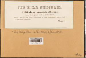 Diplophyllum albicans (L.) Dumort., Гербарий мохообразных, Мхи - Западная Европа (BEu) (Австрия)