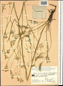 Жабрица крупноканальцевая (Sommier & Levier) Schischk., Кавказ, Грузия (K4) (Грузия)