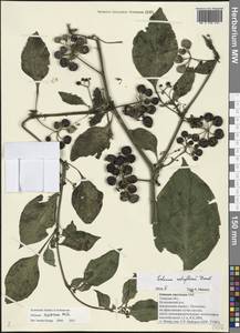 Паслен шершавый Mill., Восточная Европа, Северо-Западный район (E2) (Россия)