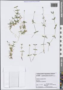 Звездчатка длинночерешковая, Сибирь, Центральная Сибирь (S3) (Россия)