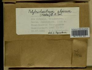 Polytrichastrum alpinum (Hedw.) G.L. Sm., Гербарий мохообразных, Мхи - Западная Европа (BEu) (Швейцария)