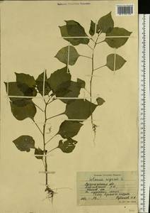 Паслен черный L., Восточная Европа, Центральный лесостепной район (E6) (Россия)