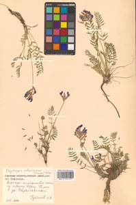 Остролодочник уральский (L.) DC., Сибирь, Дальний Восток (S6) (Россия)