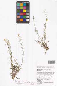 Жерушник короткоплодный (C.A.Mey.) Hayek, Восточная Европа, Нижневолжский район (E9) (Россия)