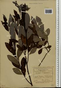 Salix ×laurina Sm., Восточная Европа, Центральный лесной район (E5) (Россия)