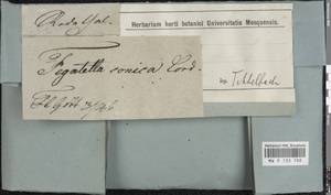 Conocephalum conicum (L.) Dumort., Гербарий мохообразных, Мхи - Западная Европа (BEu)