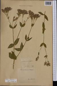 Атоцион армериевый (L.) Fourr., Ботанические сады и дендрарии (GARD) (Италия)