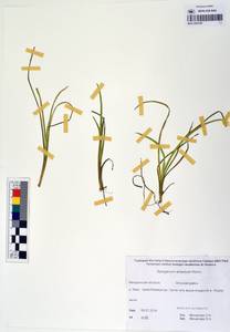 MAG 0003359, Sparganium × probatovae Tzvelev, Сибирь, Чукотка и Камчатка (S7) (Россия)
