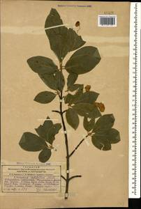 Бересклет широколистный (L.) Mill., Кавказ, Грузия (K4) (Грузия)