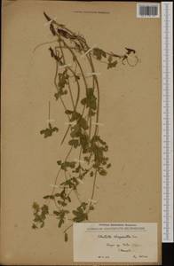 Potentilla aurea subsp. chrysocraspeda (Lehm.) Nyman, Западная Европа (EUR) (Северная Македония)