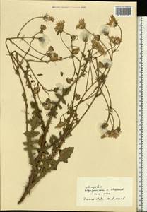 Горлюха малоцветковая Willd., Восточная Европа, Молдавия (E13a) (Молдавия)