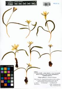 Тюльпан одноцветковый (L.) Besser ex Baker, Сибирь, Прибайкалье и Забайкалье (S4) (Россия)