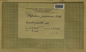 Polytrichum juniperinum Hedw., Гербарий мохообразных, Мхи - Москва и Московская область (B6a) (Россия)