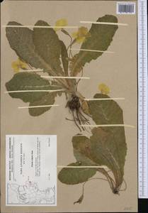 Primula vulgaris subsp. vulgaris, Западная Европа (EUR) (Дания)