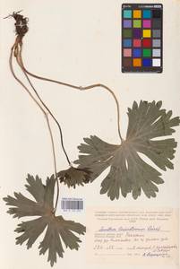 Aconitum lycoctonum subsp. lasiostomum (Rchb.) Warncke, Восточная Европа, Западный район (E3) (Россия)