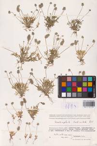 Ceratocephala orthoceras DC., Восточная Европа, Нижневолжский район (E9) (Россия)