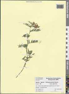 Vicia tenuifolia subsp. subalpina (Grossh.) Zernov, Кавказ, Дагестан (K2) (Россия)
