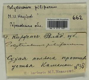 Polytrichum piliferum Hedw., Гербарий мохообразных, Мхи - Центральное Нечерноземье (B6) (Россия)