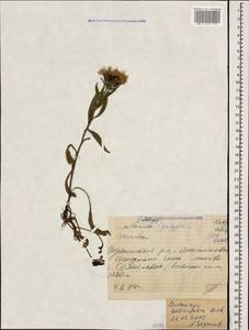 Centaurea phrygia subsp. salicifolia (M. Bieb. ex Willd.) Mikheev, Кавказ, Краснодарский край и Адыгея (K1a) (Россия)