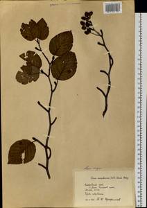 Ольха волосистая (Spach) Rupr., Сибирь, Дальний Восток (S6) (Россия)