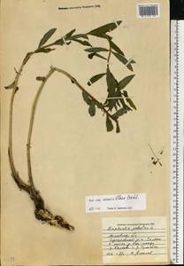 Молочай полумохнатый (Prokh.) Krylov, Восточная Европа, Московская область и Москва (E4a) (Россия)