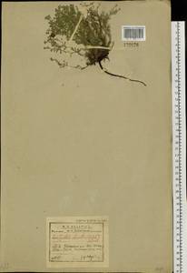 Eritrichium rupestre (Pall. ex Georgi) Bunge, Сибирь, Прибайкалье и Забайкалье (S4) (Россия)