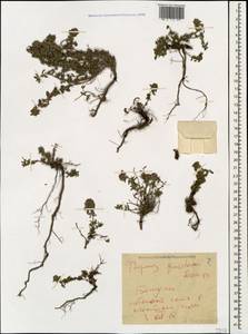 Thymus praecox subsp. grossheimii (Ronniger) Jalas, Кавказ, Грузия (K4) (Грузия)