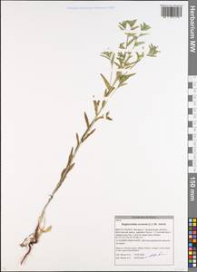 Буглосоидес полевой, Воробейник полевой (L.) I.M.Johnst., Восточная Европа, Белоруссия (E3a) (Белоруссия)