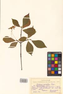 Бересклет большекрылый Rupr., Сибирь, Дальний Восток (S6) (Россия)