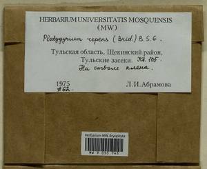 Platygyrium repens (Brid.) Schimp., Гербарий мохообразных, Мхи - Центральное Нечерноземье (B6) (Россия)