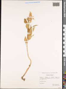Celosia argentea f. cristata (L.) Schinz, Кавказ, Краснодарский край и Адыгея (K1a) (Россия)