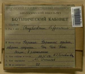 Amphidium lapponicum (Hedw.) Schimp., Гербарий мохообразных, Мхи - Средняя Азия и Казахстан (B16) (Киргизия)