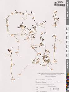 Лютик Гмелина DC., Сибирь, Чукотка и Камчатка (S7) (Россия)