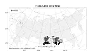 Puccinellia tenuiflora, Бескильница тонкоцветковая (Griseb.) Scribn. & Merr., Атлас флоры России (FLORUS) (Россия)