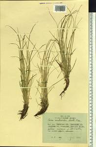 Осока Ван-Хьюрка Müll.Arg., Сибирь, Чукотка и Камчатка (S7) (Россия)