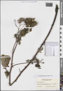 Лопух большой L., Сибирь, Дальний Восток (S6) (Россия)