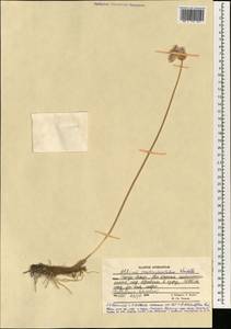 Лук длинностолбиковый Vved., Зарубежная Азия (ASIA) (Афганистан)