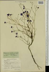Delphinium consolida subsp. paniculatum (Host) N. Busch, Кавказ, Северная Осетия, Ингушетия и Чечня (K1c) (Россия)