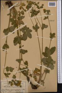 Лапчатка золотистоцветковая, Лапчатка золотистая Trevir., Средняя Азия и Казахстан, Западный Тянь-Шань и Каратау (M3) (Казахстан)