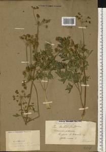 Златогоричник морозниковый (L.) Schur, Восточная Европа, Восточный район (E10) (Россия)